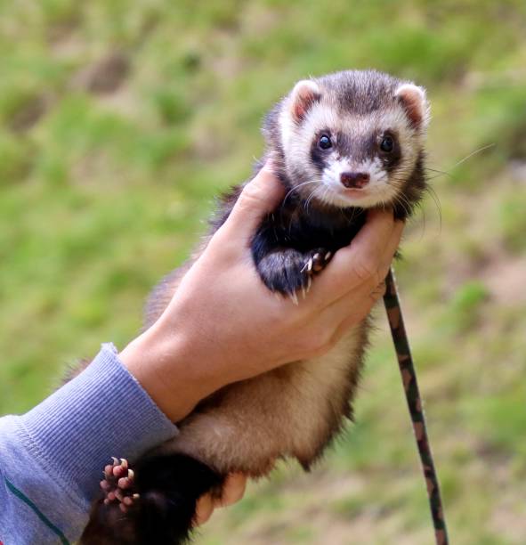 istock A small ferret carried around at Lago della Ninfa 1429117126