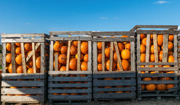 istock Pumpkins and gourds, Halloween celebration 1429117536