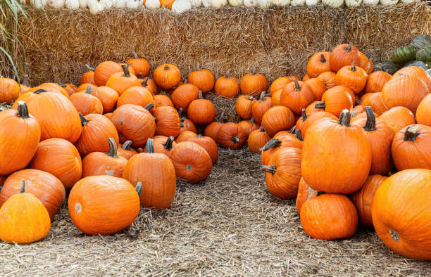 istock Pumpkins and gourds, Halloween celebration 1429117539
