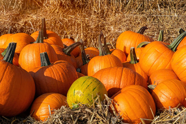 istock Pumpkins and gourds, Halloween celebration 1429117541
