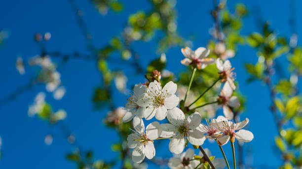 istock Cherry flowers against the sky. 1429118269