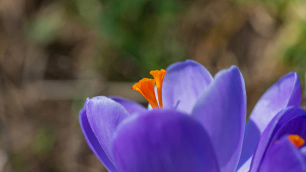 Purple crocus flowers, close-up. Purple crocus flowers, close-up. May. Web banner. crocus tommasinianus stock pictures, royalty-free photos & images