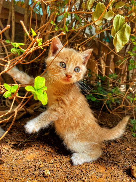 istock A newborn stray cat kitten in the nest 1429119050
