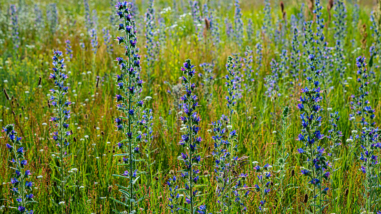 Meadow flowers and plants. Summer season. Web banner.