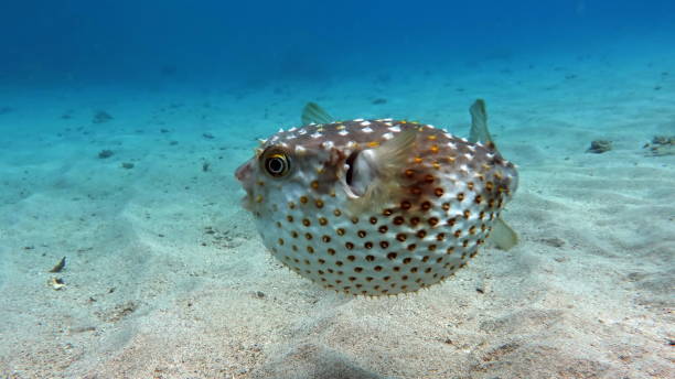 istock Fish hedgehog. Yellow-spotted cyclicht . 1429122915