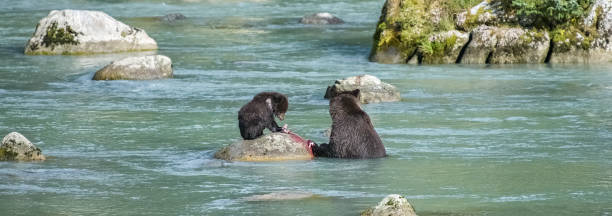アラスカでサーモンを食べるグリズリー - bear salmon alaska cub ストックフォトと画像