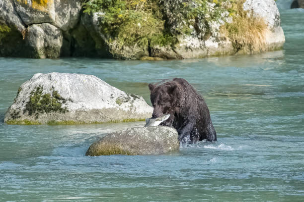 アラスカでサーモンを食べるグリズリー - bear salmon alaska cub ストックフォトと画像