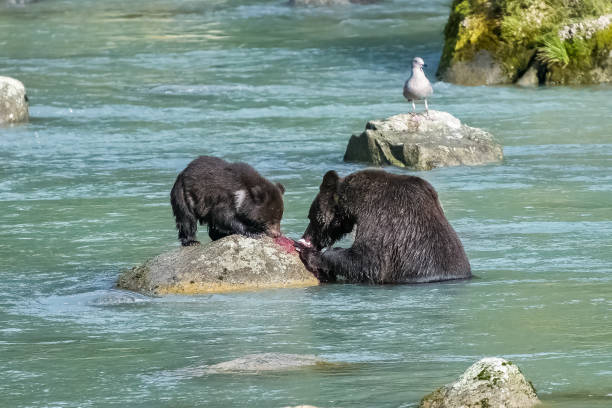 アラスカでサーモンを食べるグリズリー - bear salmon alaska cub ストックフォトと画像