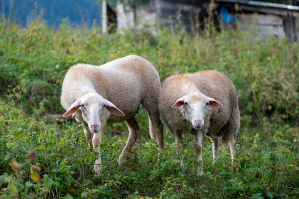 istock Pair of sheep looking to camera 1429125204