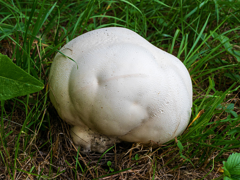 Langermannia Calvatia gigantea is a species of mushrooms from the Champignon family Agaricaceae.