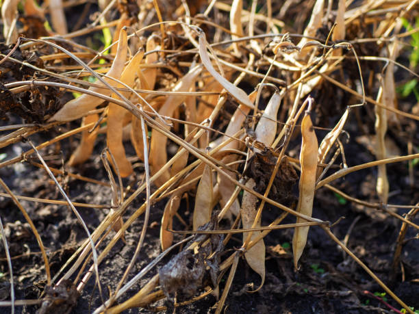 istock Ripe white organic string bean pods hanging from stems growing in the garden 1429126352