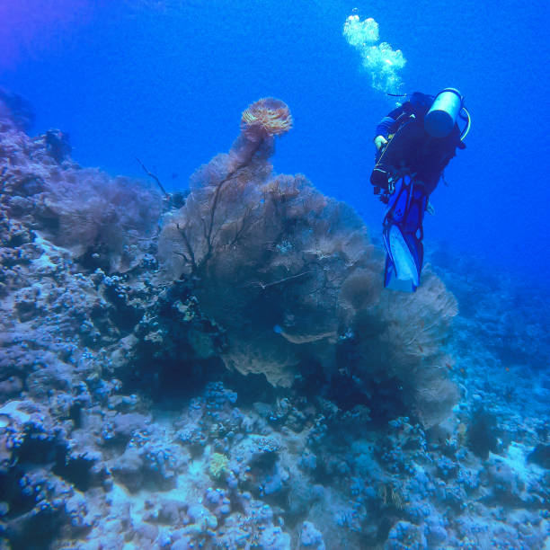 Diving between corals in the crystal clear waters of Sharm el Sheikh in Egypt.