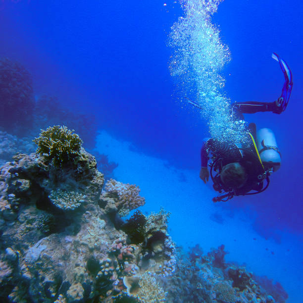 istock Diver with corals in the red sea 1429128219