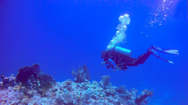 istock Diver in the red sea 1429128448