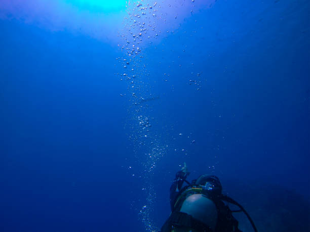 istock Diver in the red sea pointing to a distant barracuda 1429128484