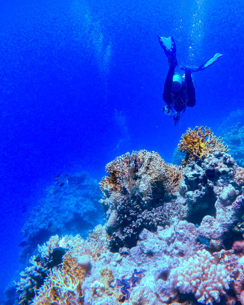 istock Diver in the red sea with corals 1429128682