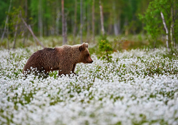 Young brown bear (Ursus arctos) photographed In the Finnish taiga as he walks among the cotton grasses in search of food.