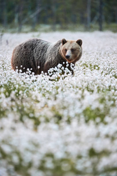 istock Brown bear (Ursus arctos) walks among the cotton grass. 1429130114
