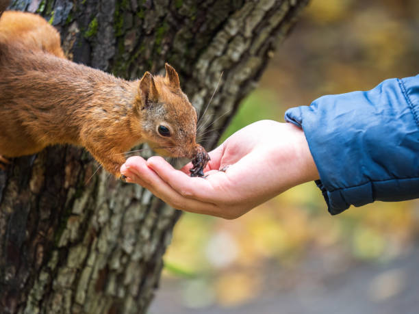istock The boy feeds a squirrel with nuts from a hand in the wood 1429134660