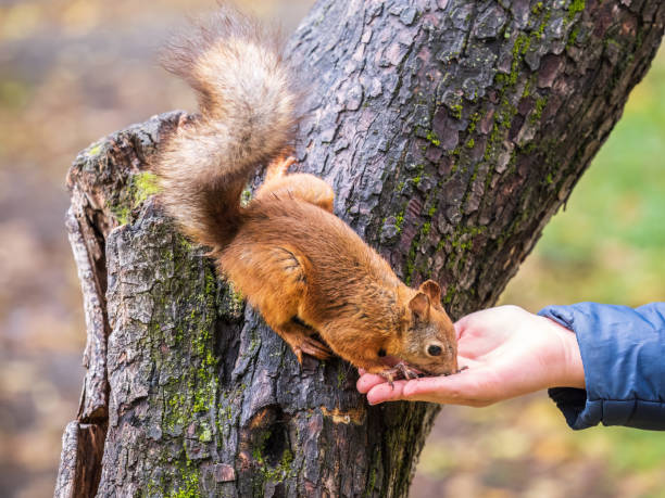 istock The boy feeds a squirrel with nuts from a hand in the wood 1429134688