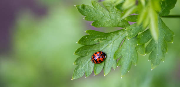 красивая божья коровка, прогуливающаяся по листьям сада. - brazil ladybug insect beetle стоковые фото и изображения