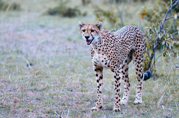 Cheetah (Acinonyx jubatus) in the african savannah. stock photo