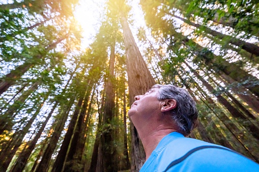 Senior man looking up contemplating the Redwood forest