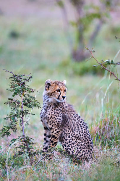 istock Cheetah cub (Acininyx jubatus) in his natural environment. 1429137189