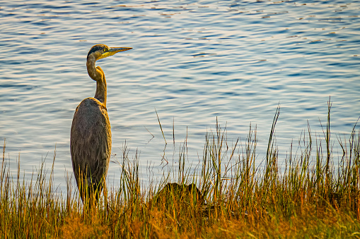 heron among the marshes on the Marginal Way path along the Maine Coast in Ogunquit