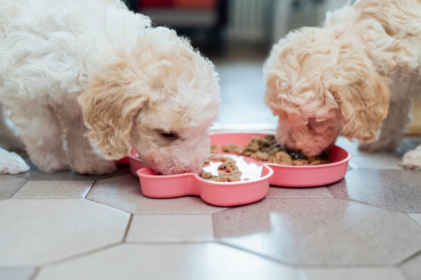 istock Two female puppies eating 1429137711