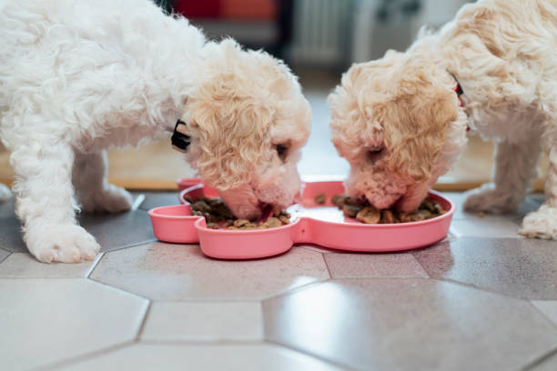 istock Two female puppies eating 1429137713
