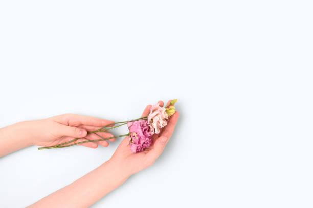 istock Female hands hold eustoma flower on a blue pastel background. 1429139384