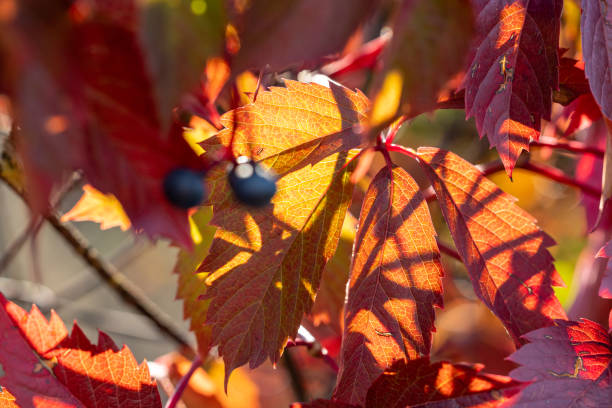 Colorful autumn virginia creeper, wild grape background close up. Beautiful background, small depth of field.