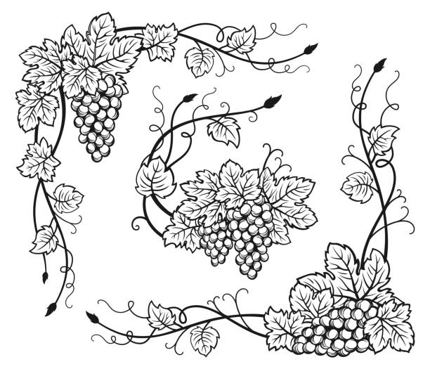 ilustrações de stock, clip art, desenhos animados e ícones de grape vine corner bunches sketch set vintage wine grapes border berry antique decorative ink frame - grape bunch fruit stem