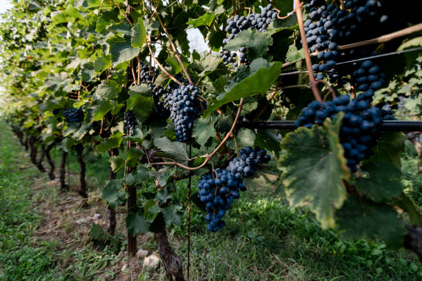 istock Vineyards in Italy 1429141399