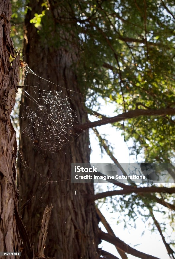 Spider Covers Tree Spider Web In Tree Stock Photo - Download Image Now - Arachnid ...