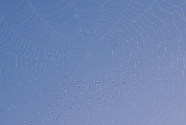 ragnatela con rugiada nella luce del mattino - spider web natural pattern dew drop foto e immagini stock