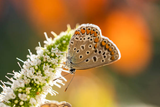 Macro shot of common blue butterfly (Polyommatus Icarus) on a dry twig in foreground. Defocused background with bluebell flower and some grass.