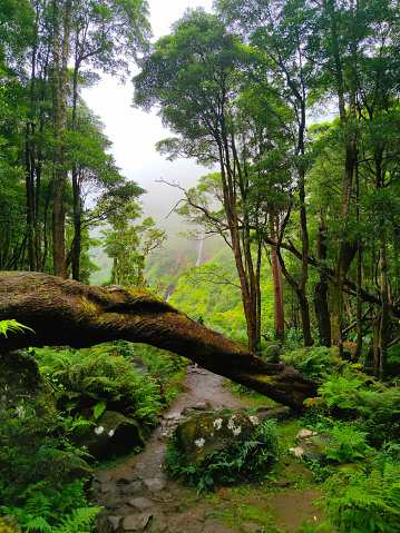 ruta de senderismo a través de un mágico bosque antiguo dirección cascadas y lago en pozo da alagoinha en la isla de flores en Azores, portugal. photo