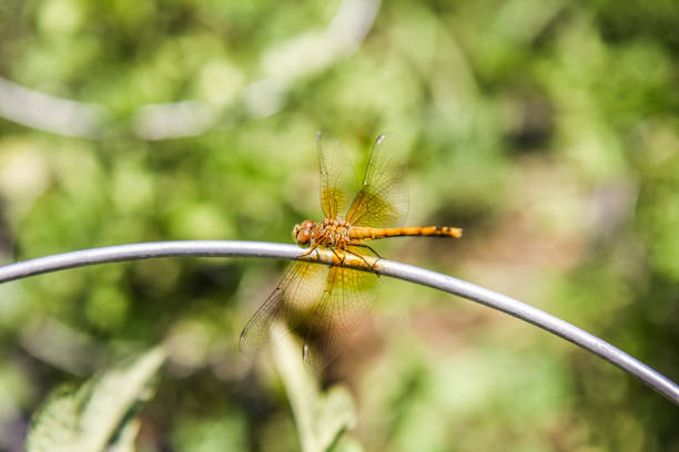 dragonfly in garden on a wire stock photo