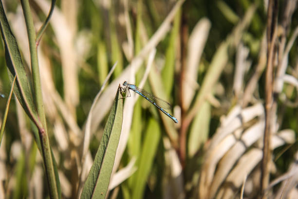 blue dragonfly on a leaf stock photo