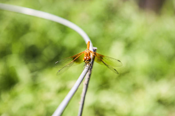 Golden dragonfly in a garden stock photo