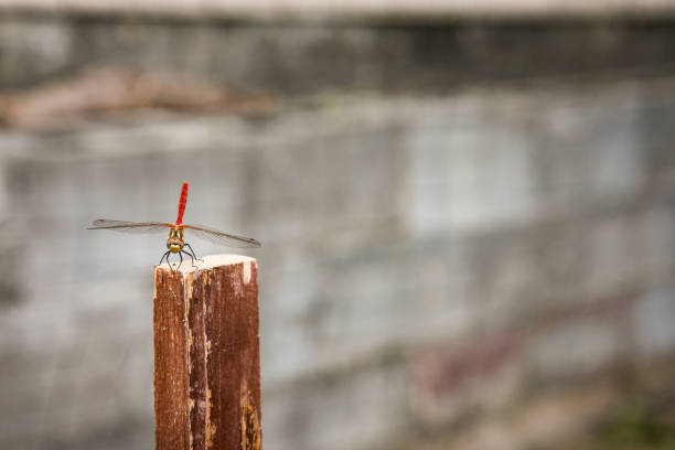 Red Dragonfly on a wooden stake stock photo