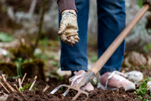 Close up Senior Woman Digging the Garden in Spring