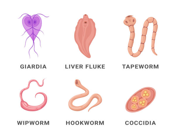 Human intestinal parasites set infographic scheme names vector flat medical internal infection vector art illustration
