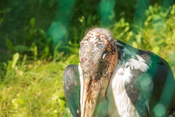 The marabou stork Leptoptilos crumenifer is a large wading bird in the stork family Ciconiidae. It breeds in Africa south of the Sahara, in both wet and arid habitats, often near human habitation. la cigüeña marabú leptoptilos crumenifer es una especie de ave paseriforme de la familia ciconiidae endémica de nueva guinea. se reproduce en África al sur del sahara, tanto en hábitats húmedos como áridos, a menudo cerca de la habitación humana.