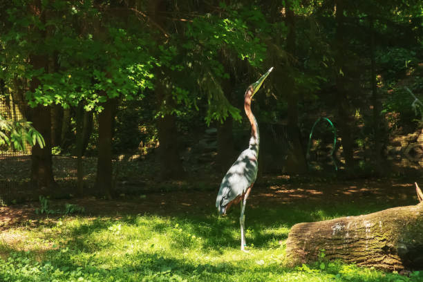 The marabou stork Leptoptilos crumenifer is a large wading bird in the stork family Ciconiidae. It breeds in Africa south of the Sahara, in both wet and arid habitats, often near human habitation. la cigüeña marabú leptoptilos crumenifer es una especie de ave paseriforme de la familia ciconiidae endémica de nueva guinea. se reproduce en África al sur del sahara, tanto en hábitats húmedos como áridos, a menudo cerca de la habitación humana.