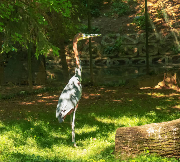 The marabou stork Leptoptilos crumenifer is a large wading bird in the stork family Ciconiidae. It breeds in Africa south of the Sahara, in both wet and arid habitats, often near human habitation. la cigüeña marabú leptoptilos crumenifer es una especie de ave paseriforme de la familia ciconiidae endémica de nueva guinea. se reproduce en África al sur del sahara, tanto en hábitats húmedos como áridos, a menudo cerca de la habitación humana.