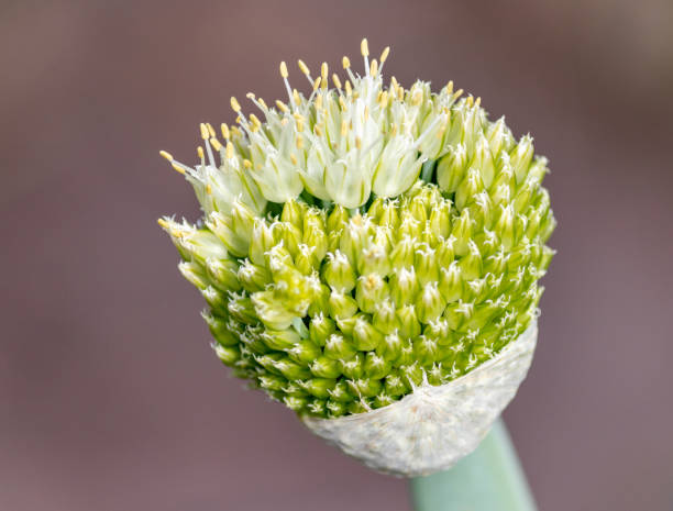 fotografia de uma linda flor de cebolinha. - chive allium flower cultivated herb - fotografias e filmes do acervo