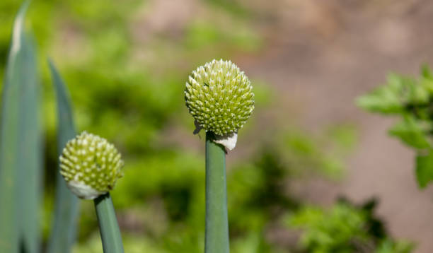 fotografia de uma linda flor de cebolinha. - chive allium flower cultivated herb - fotografias e filmes do acervo